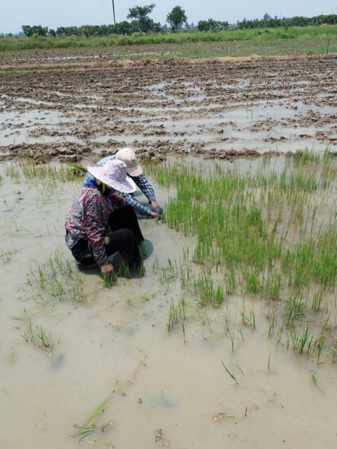 Raina-Suanpa Lung Sood Farmstay Suphan Buri Exterior photo